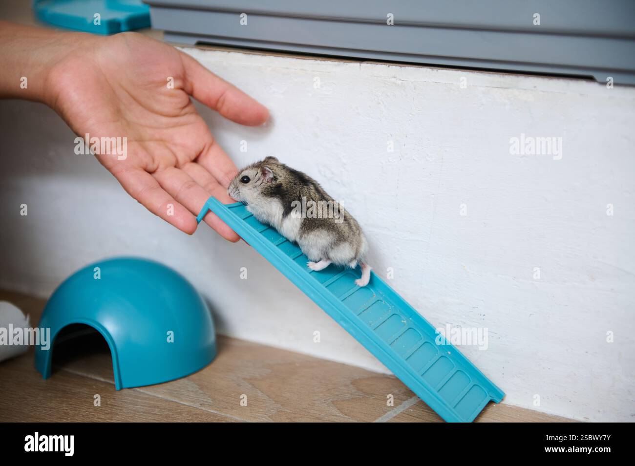 A cute hamster climbing a plastic blue ramp, interacting with a hand ...