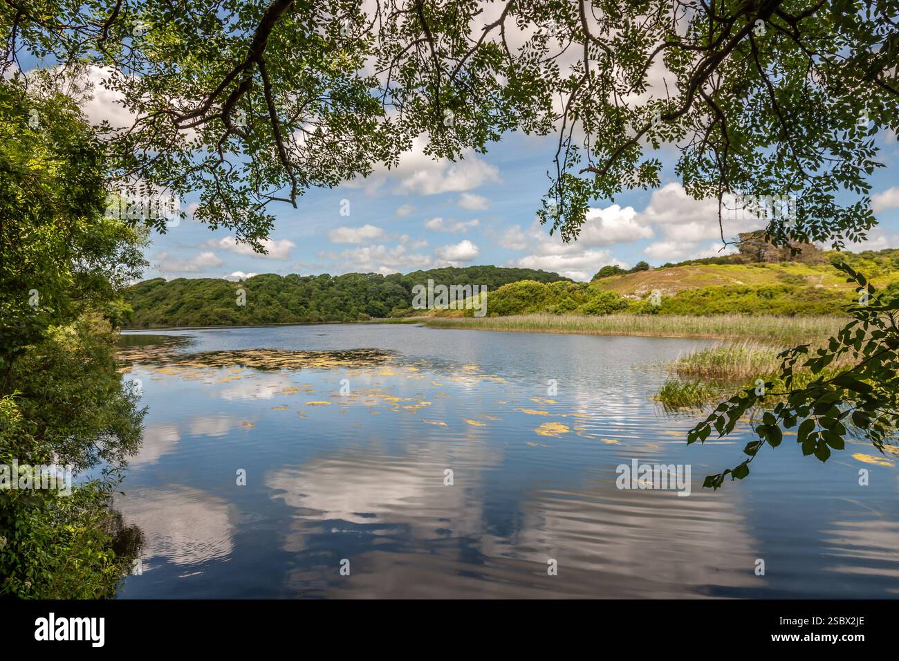 Bosherston Lily Ponds, Stackpole, Pembrokeshire, Wales, UK Stock Photo ...