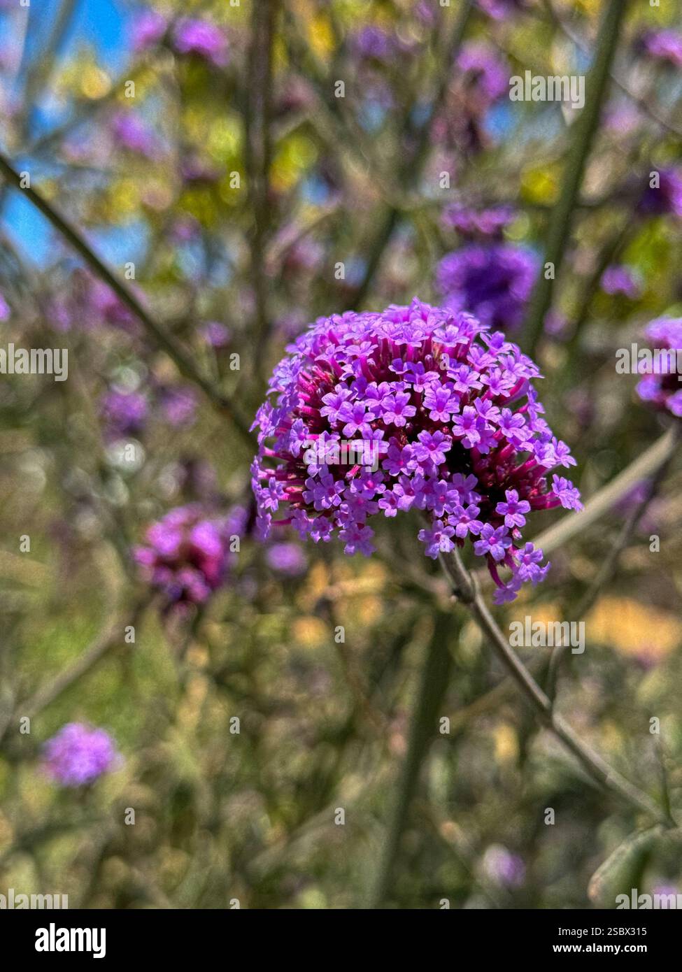 California coastal wildflowers. Stock Photo