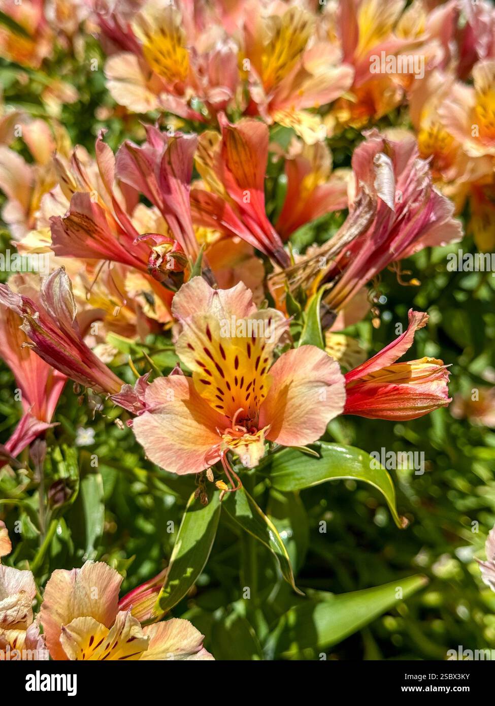 Astromeria in the wild in California. - Smartphone Captured Stock Image