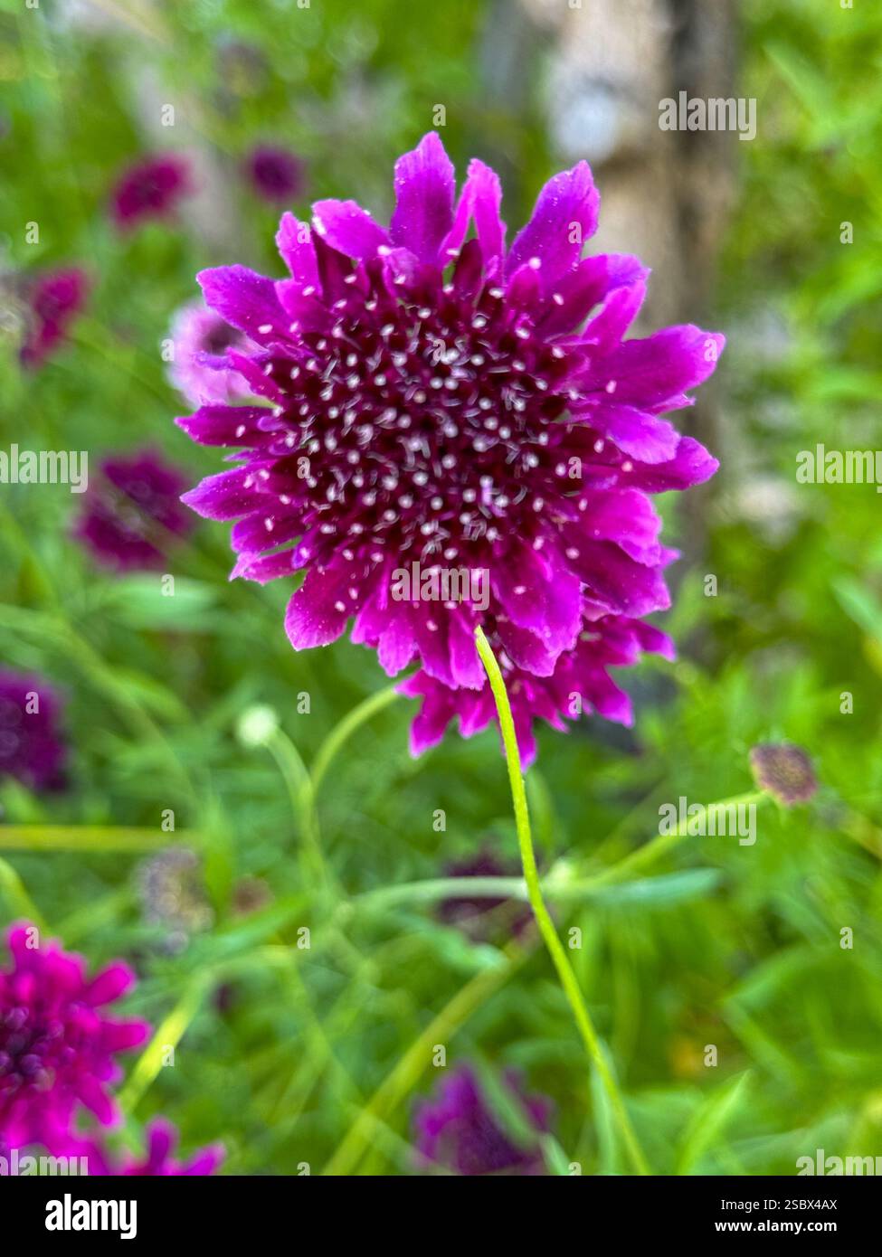 California coastal wildflowers. Stock Photo