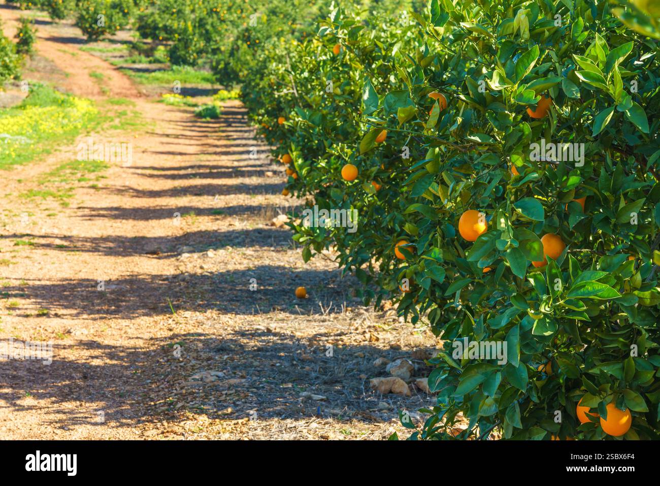 Rows of lush orange trees growing in a sunlit orchard on a gentle ...
