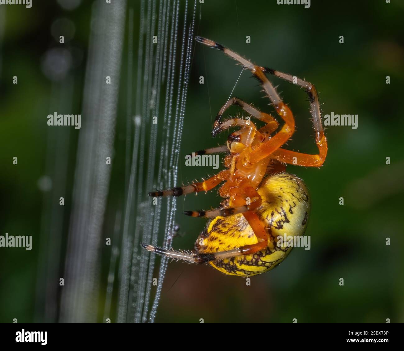 A Marbled Orbweaver works on her dew-laden web. Stock Photo