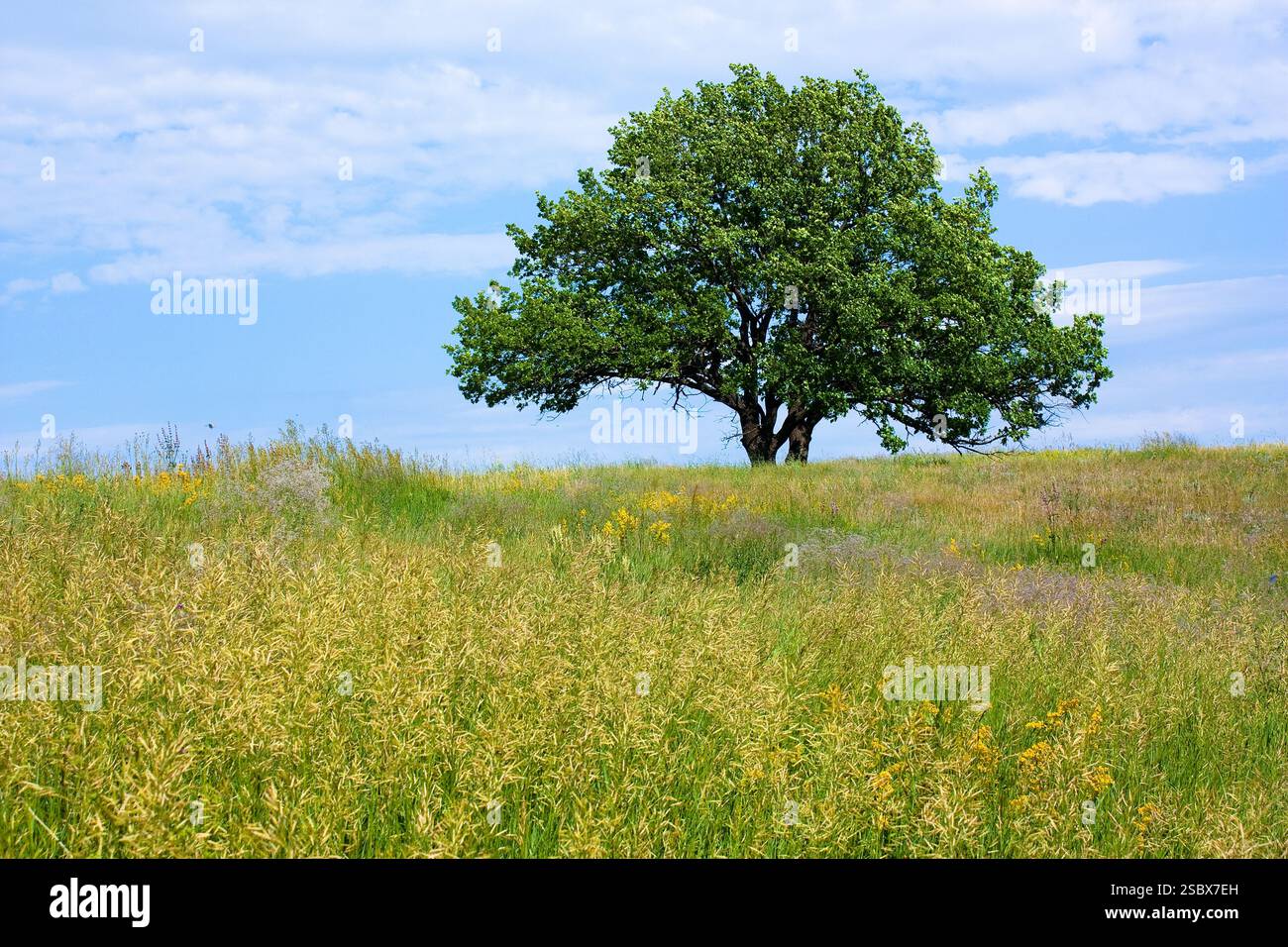 old lone oak tree in the field Stock Photo - Alamy