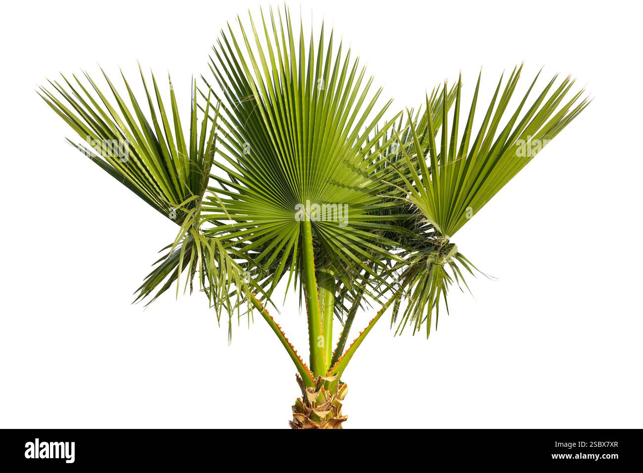 Tropical Palm Tree Isolated on White Stock Photo