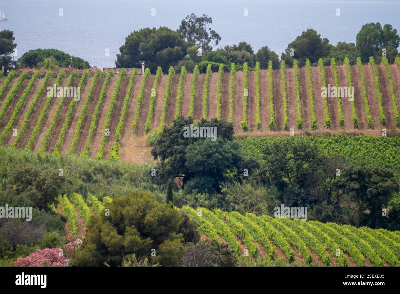 landscape-of-french-riviera-view-on-hills-houses-and-green-vineyards