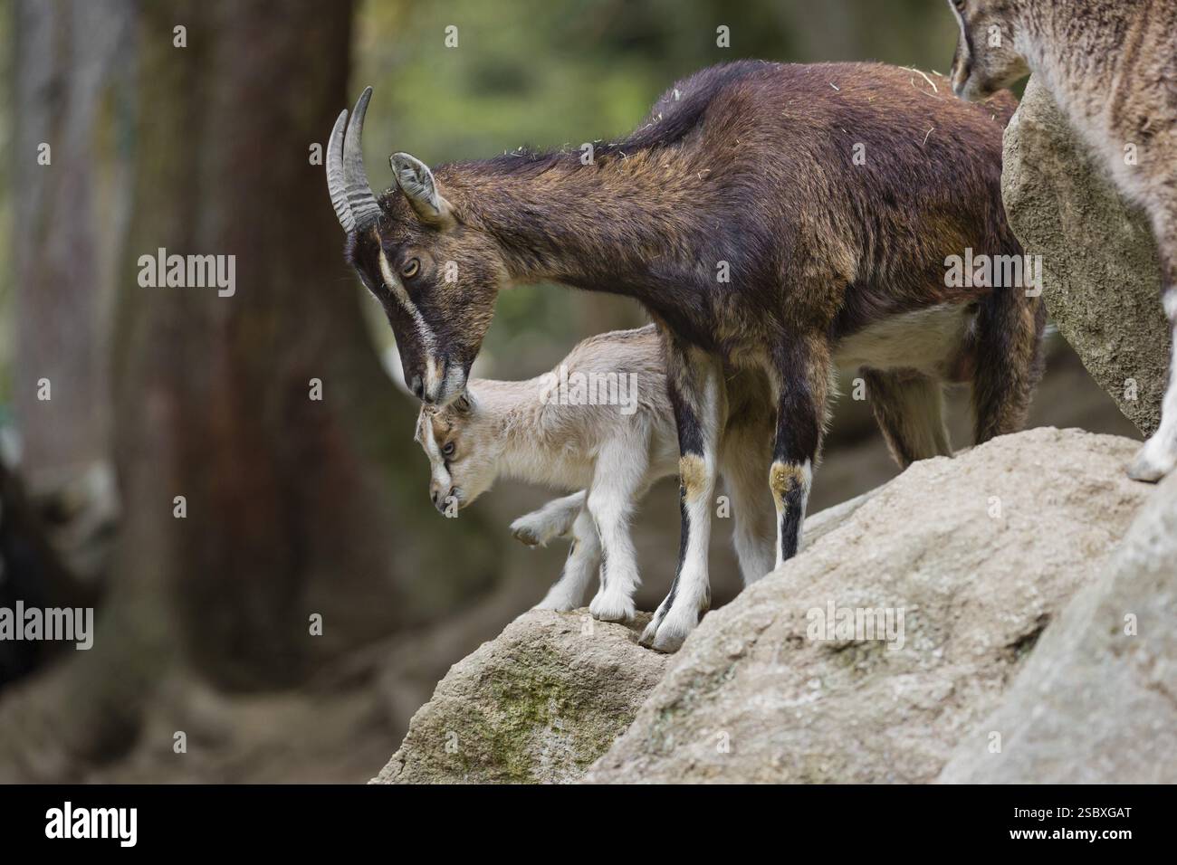 Bezoar Ibex Predators