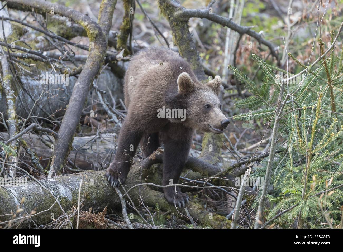 One young eurasian brown bear (Ursus arctos arctos) walking between ...