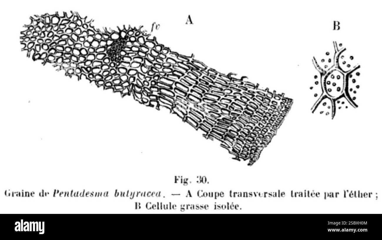 heckel-1893-les-kolas-africains-fig-30-p-119-pentadesma-butyracea