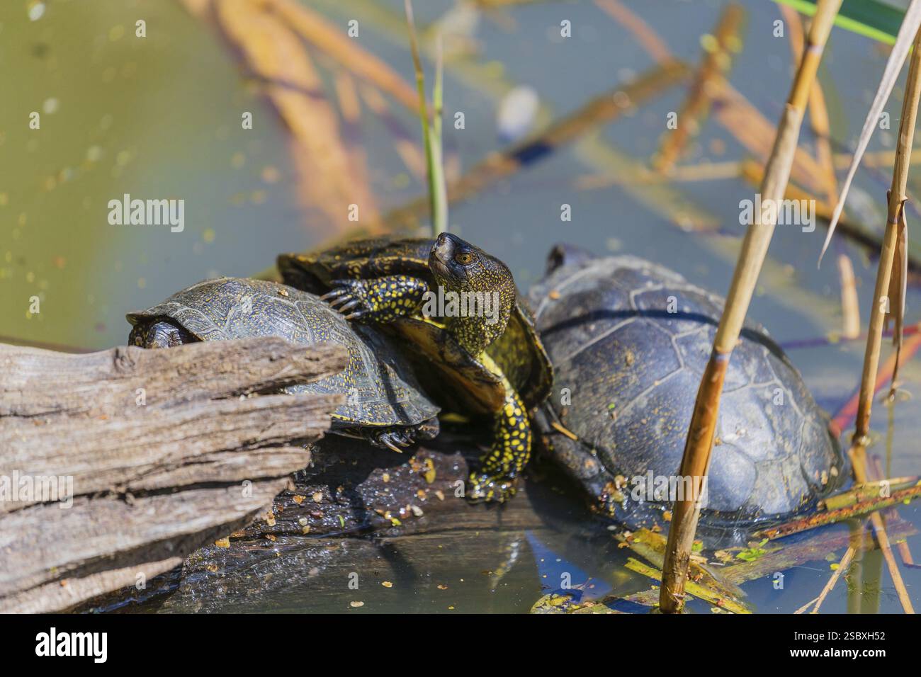 Three European pond turtle (Emys orbicularis), rest on a log lying in a ...