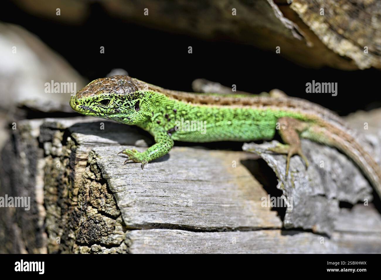 Sand Lizard Hand Sand lizard (Lacerta agilis), male in mating plumage, on woodpile ...