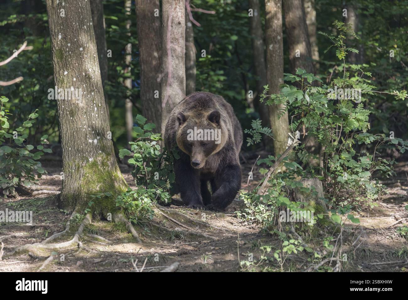 One adult male eurasian brown bear (Ursus arctos arctos) walking thru a ...