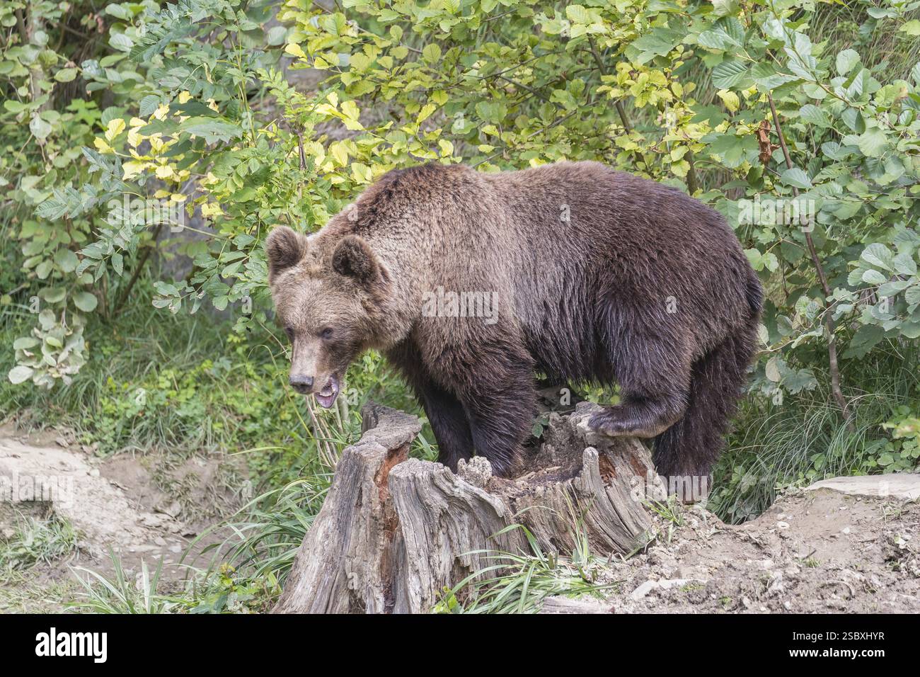 One adult male eurasian brown bear (Ursus arctos arctos) standing on a ...