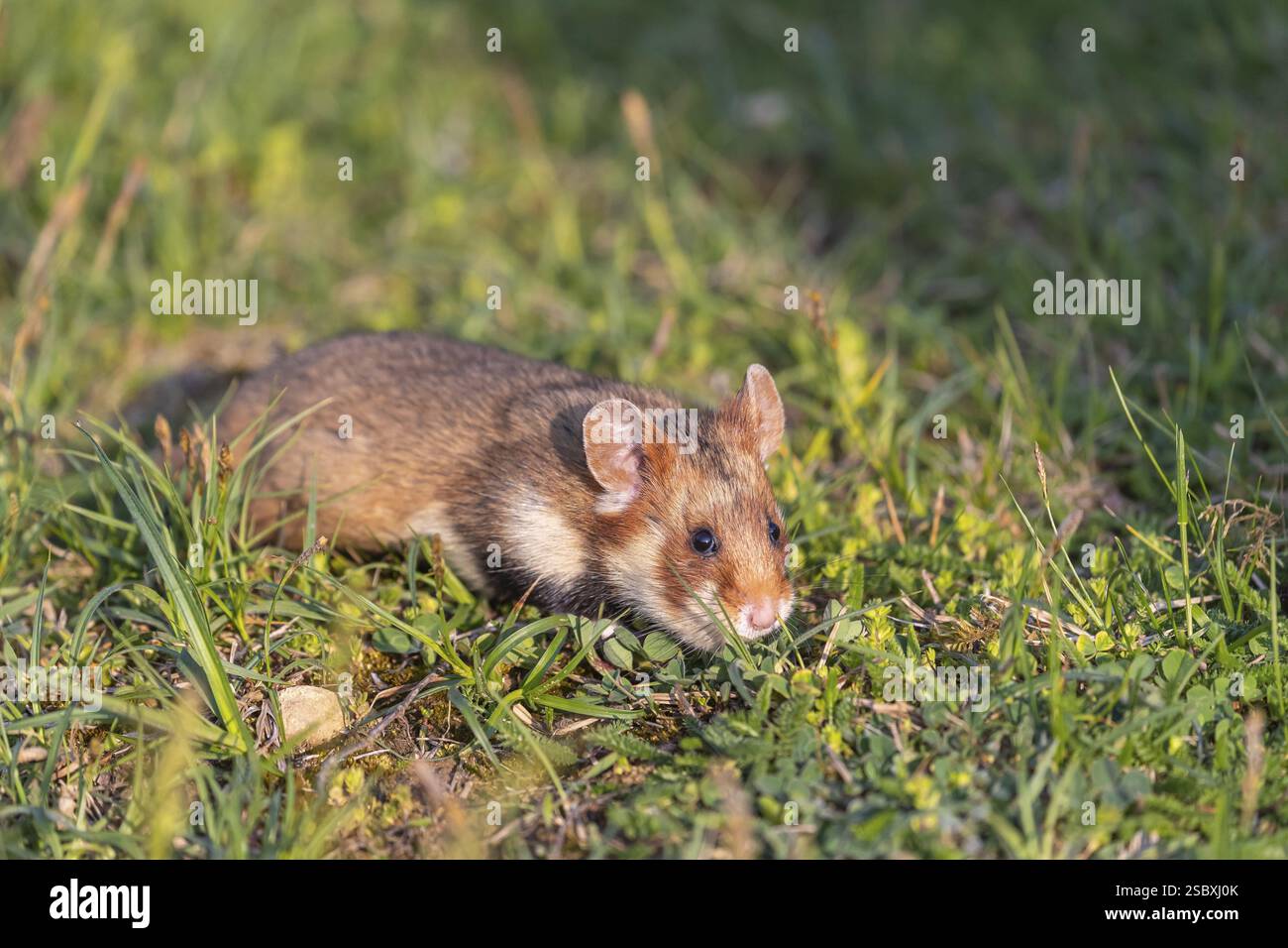 One European hamster (Cricetus cricetus), Eurasian hamster, black-bellied hamster or common hamster, walking over fresh green grass in sweet late ligh Stock Photo