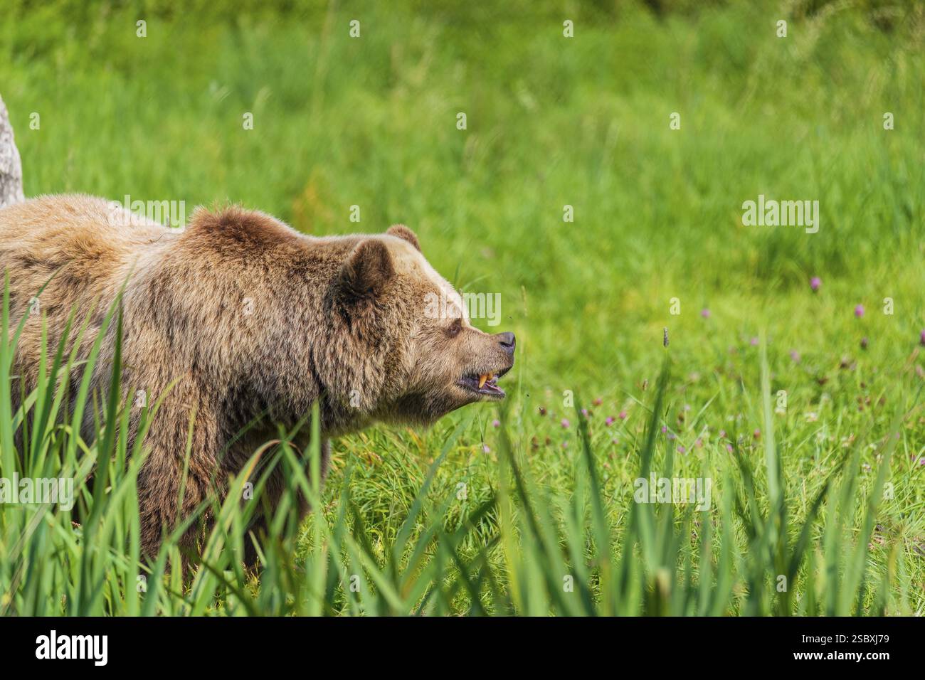 One adult male eurasian brown bear (Ursus arctos arctos) stands in a ...