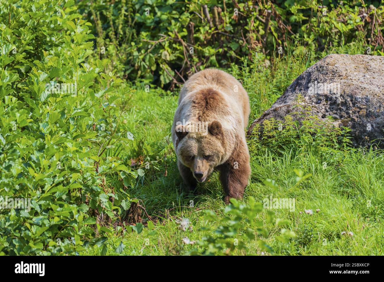 One adult male eurasian brown bear (Ursus arctos arctos) walking over a ...