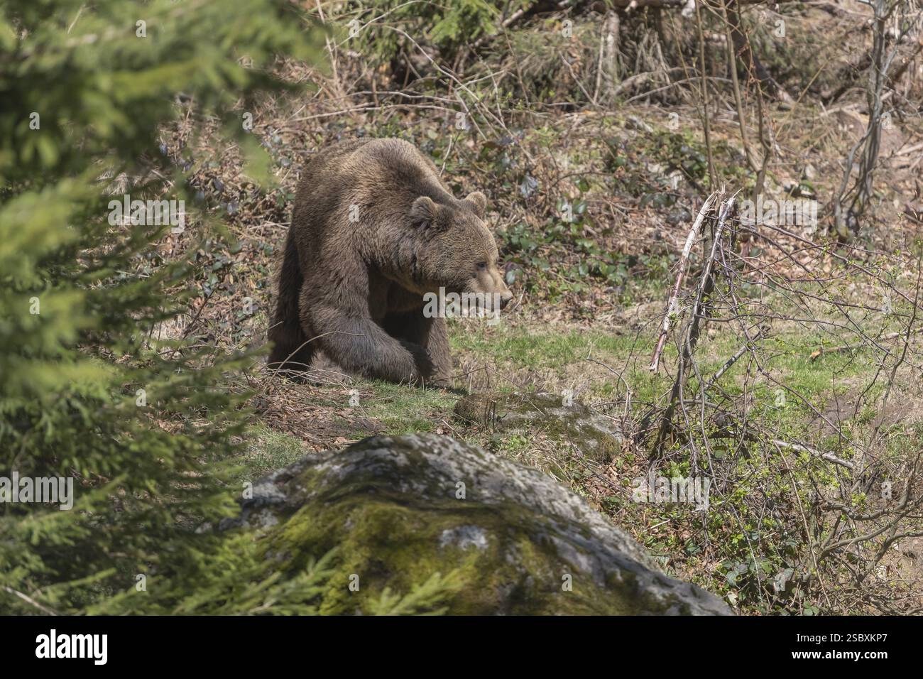 One adult male eurasian brown bear (Ursus arctos arctos) walking on ...