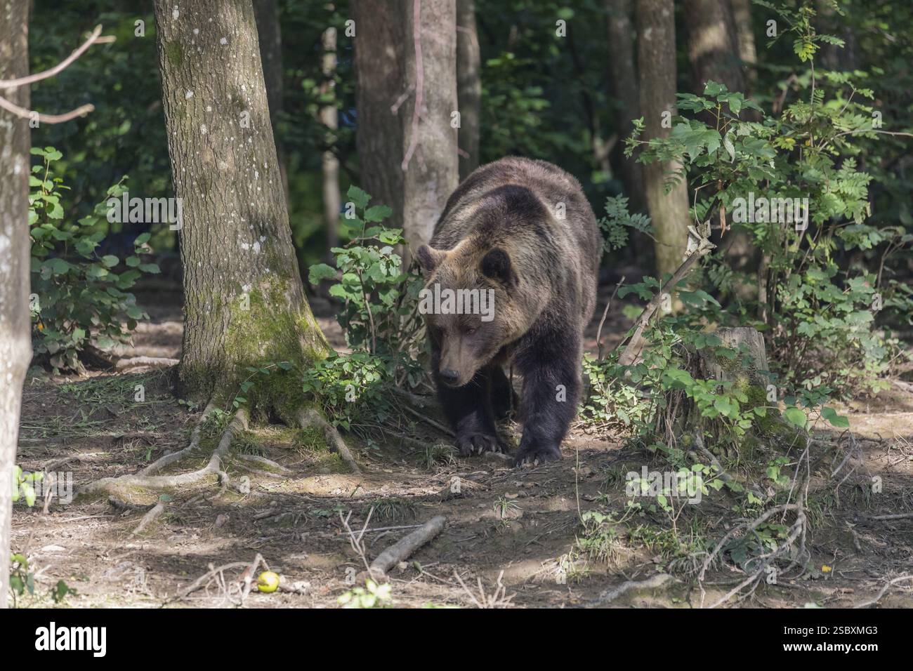 One adult male eurasian brown bear (Ursus arctos arctos) walking thru a ...