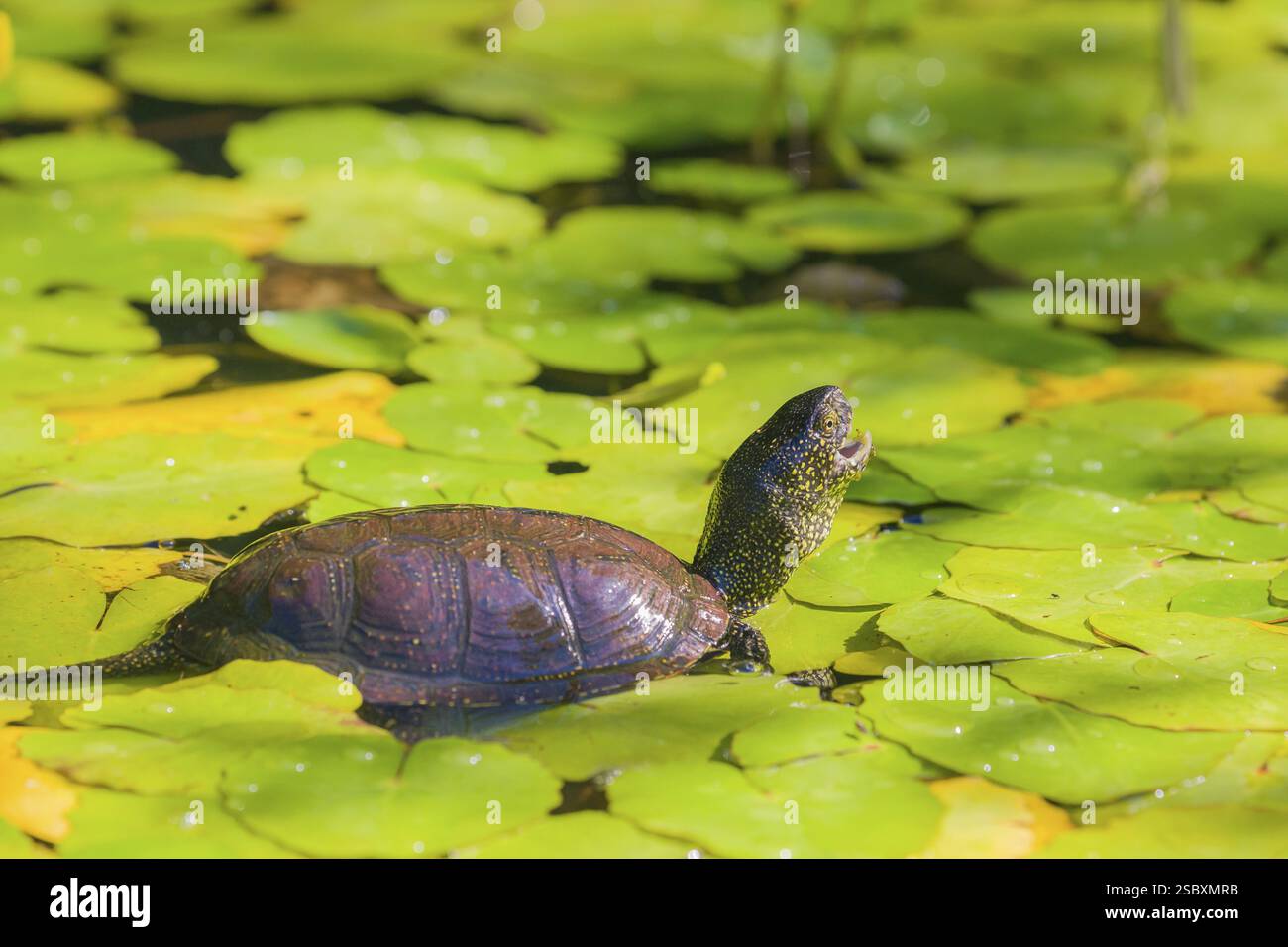 A European pond turtle (Emys orbicularis), makes its way through the ...