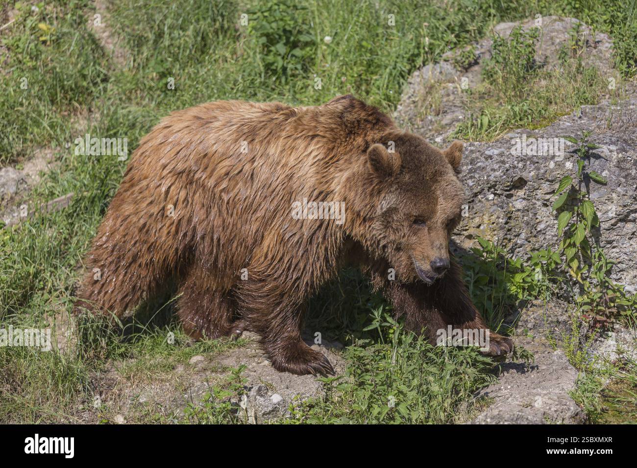 One adult male Eurasian brown bear (Ursus arctos arctos) waling over ...