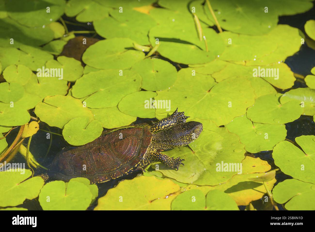 A European pond turtle (Emys orbicularis), makes its way through the ...