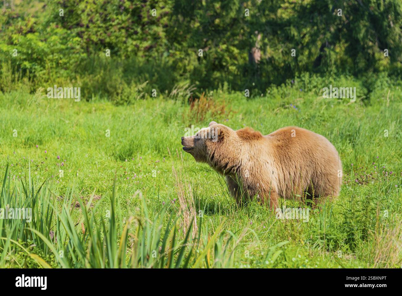 One adult male eurasian brown bear (Ursus arctos arctos) stands in a ...
