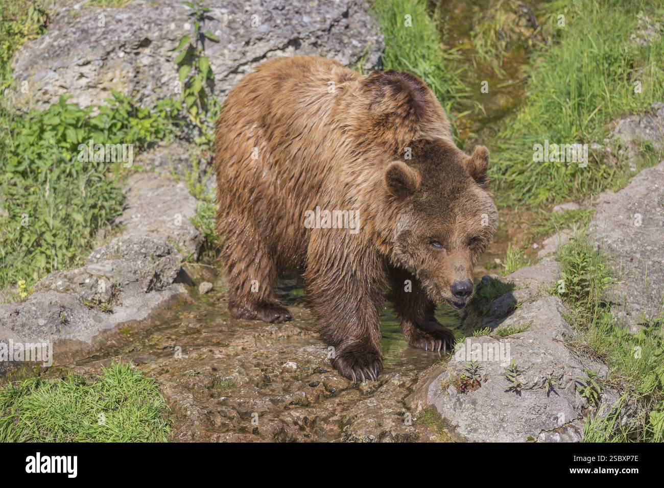 One adult Eurasian brown bear (Ursus arctos arctos) crossing a shallow ...