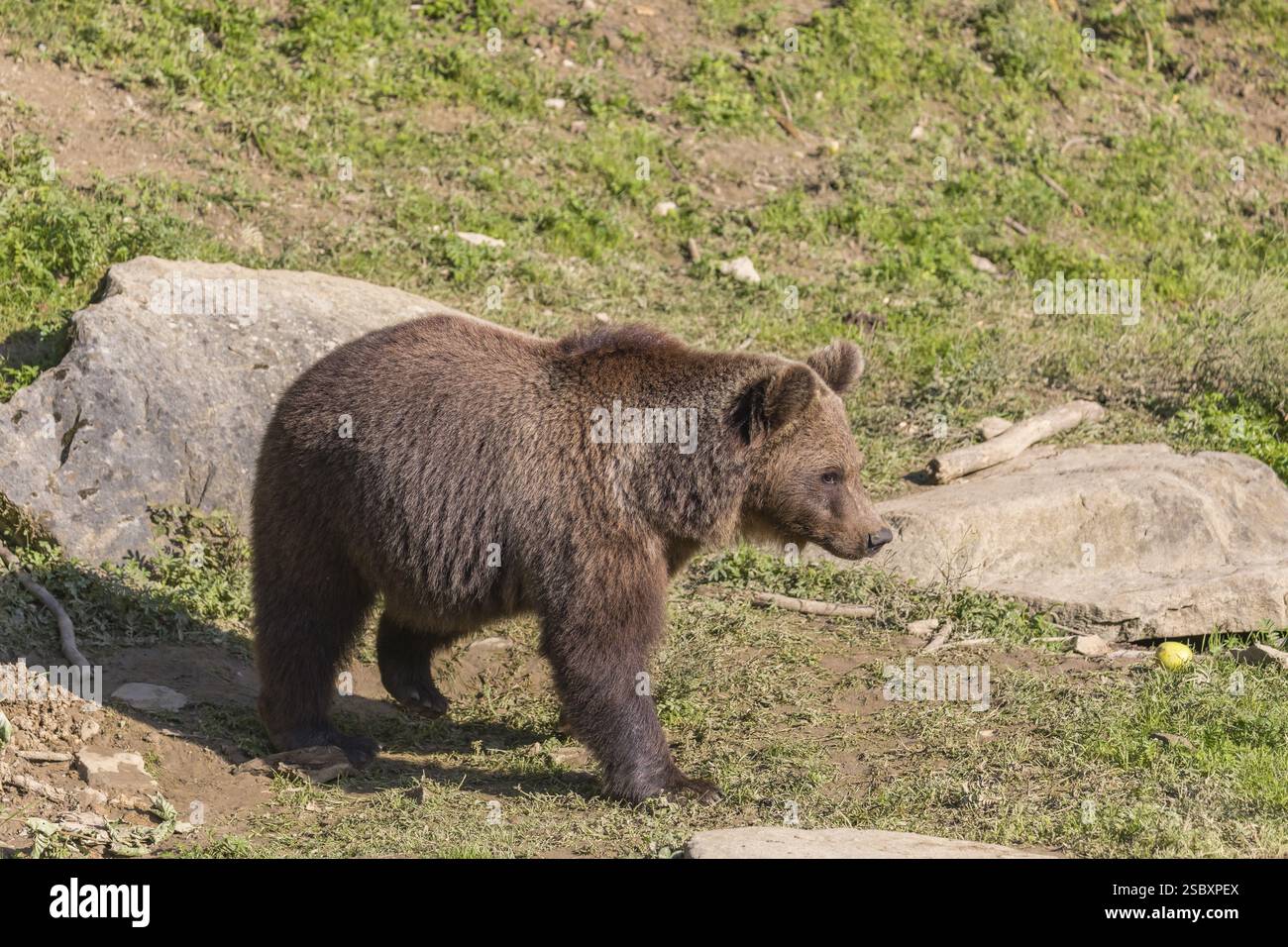 One adult male eurasian brown bear (Ursus arctos arctos) walking thru a ...