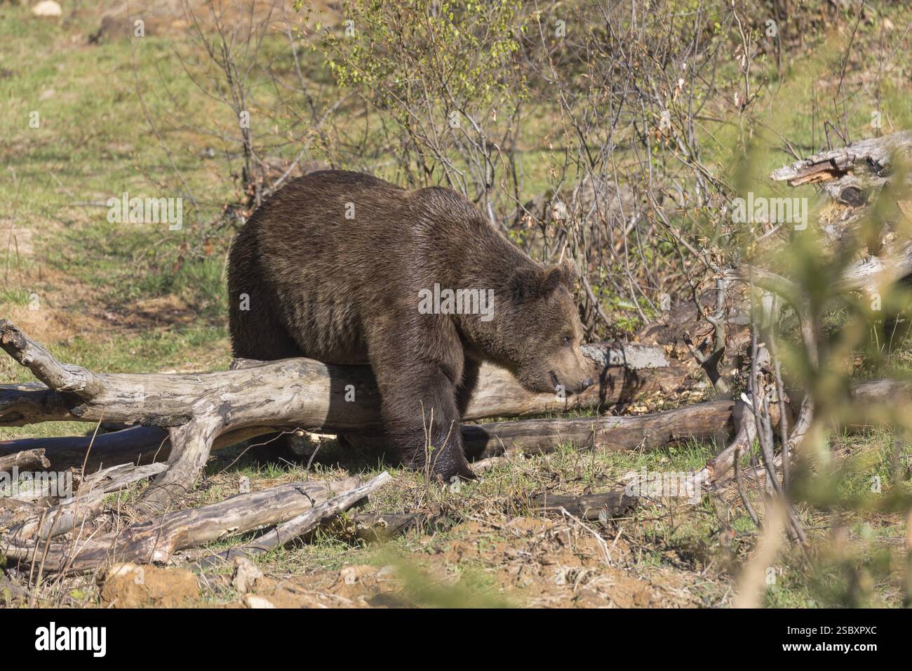 One adult male eurasian brown bear (Ursus arctos arctos) walking on a ...