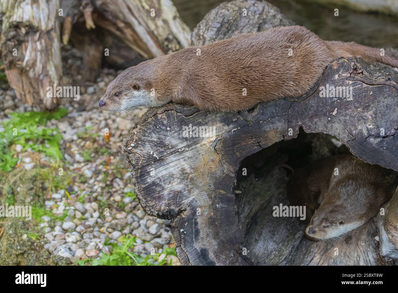 One Eurasian otter (Lutra lutra) resting resting in a hollow log, a second one resting on top Stock Photo