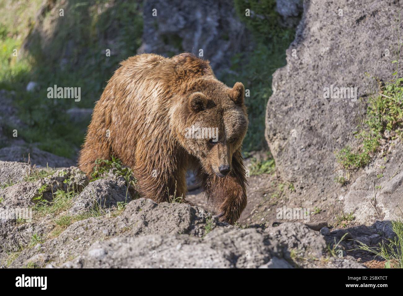One adult male Eurasian brown bear (Ursus arctos arctos) waling over ...