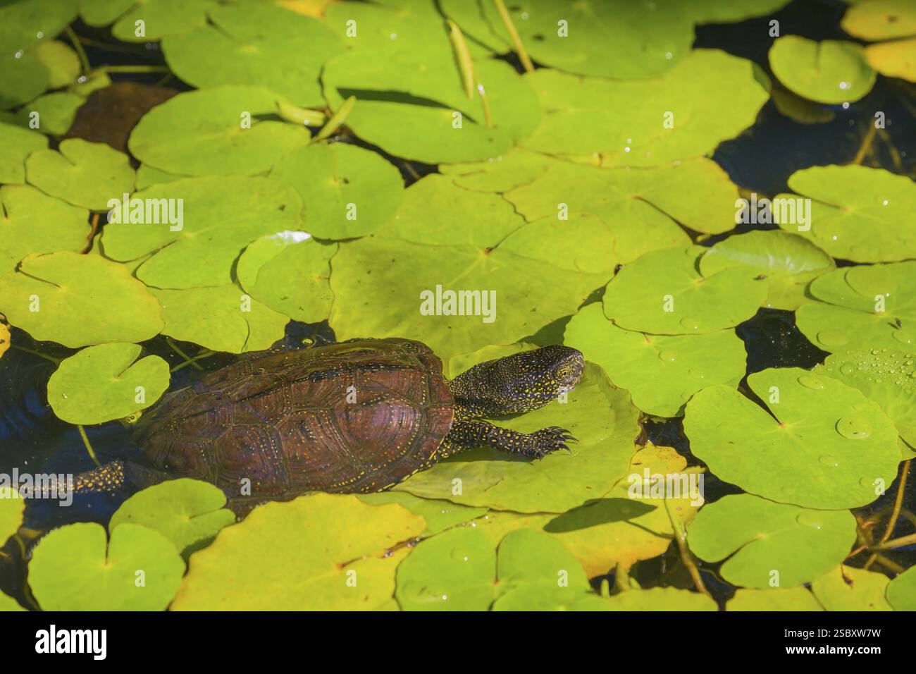 A European pond turtle (Emys orbicularis), makes its way through the ...