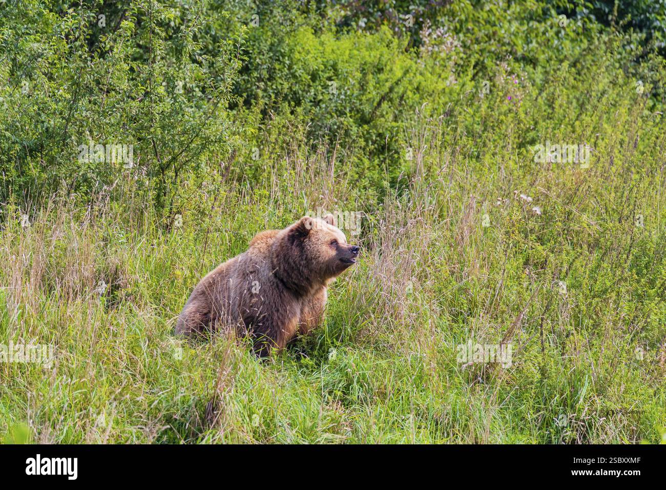 One adult male eurasian brown bear (Ursus arctos arctos) sits in a ...