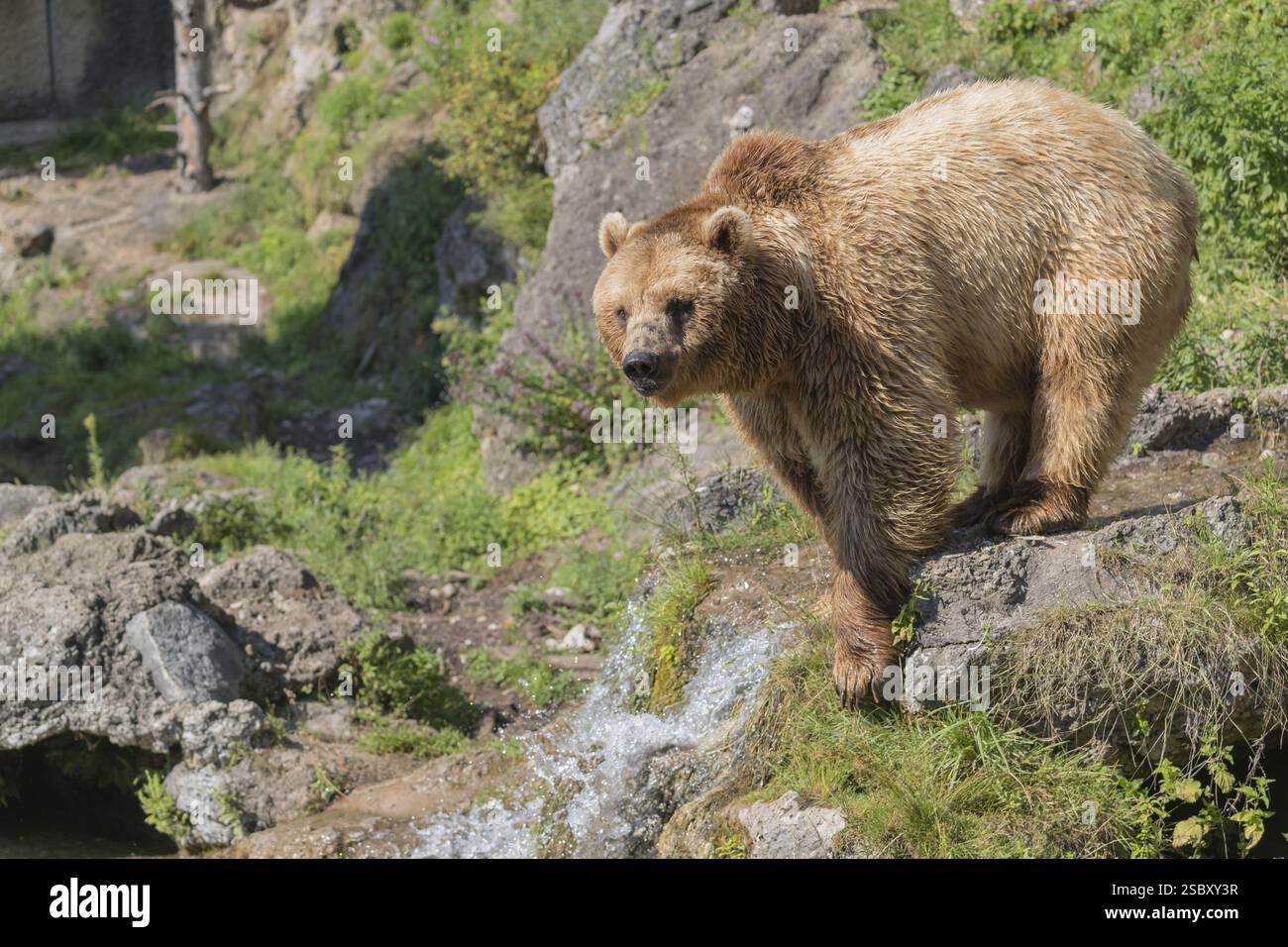 One eurasian brown bear (Ursus arctos arctos) walking over a little ...