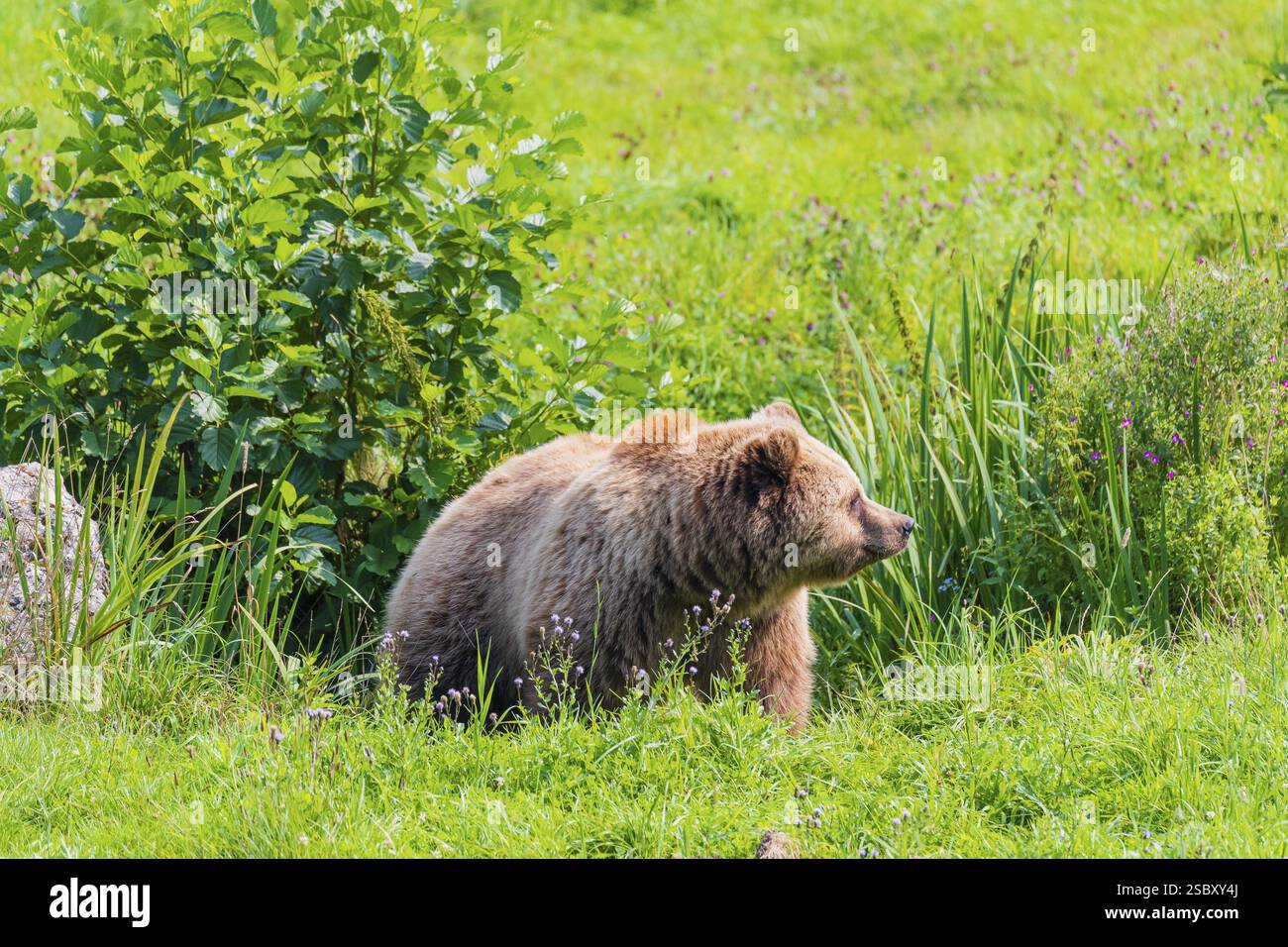 One adult male eurasian brown bear (Ursus arctos arctos) walking over a ...