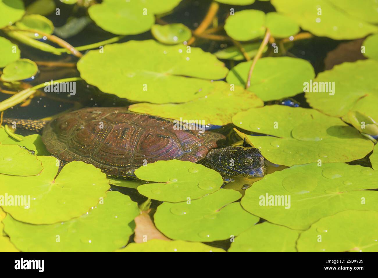 A European pond turtle (Emys orbicularis), makes its way through the ...