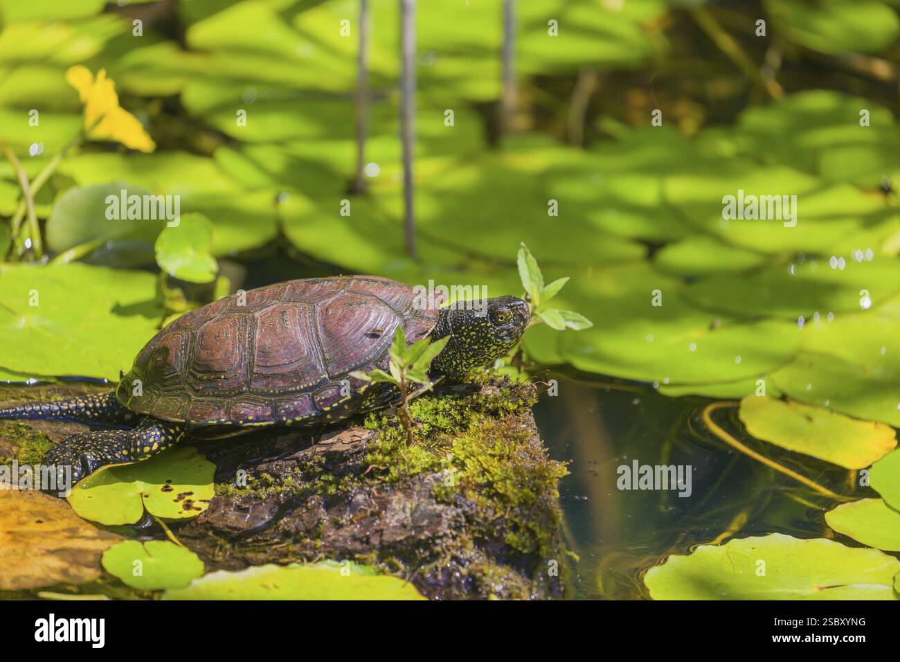 A European pond turtle (Emys orbicularis), makes its way through the ...