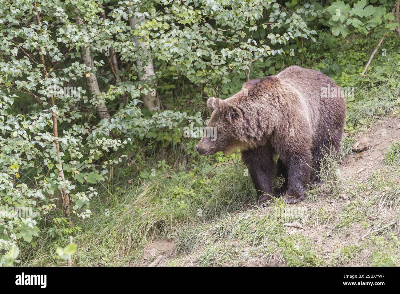 One adult male eurasian brown bear (Ursus arctos arctos) walking thru a ...