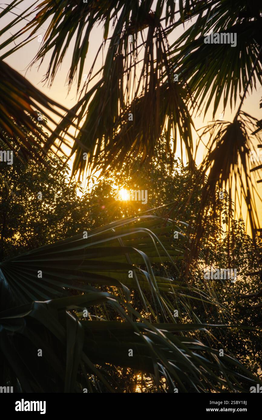 Sunlight through palm leaves hi-res stock photography and images - Alamy