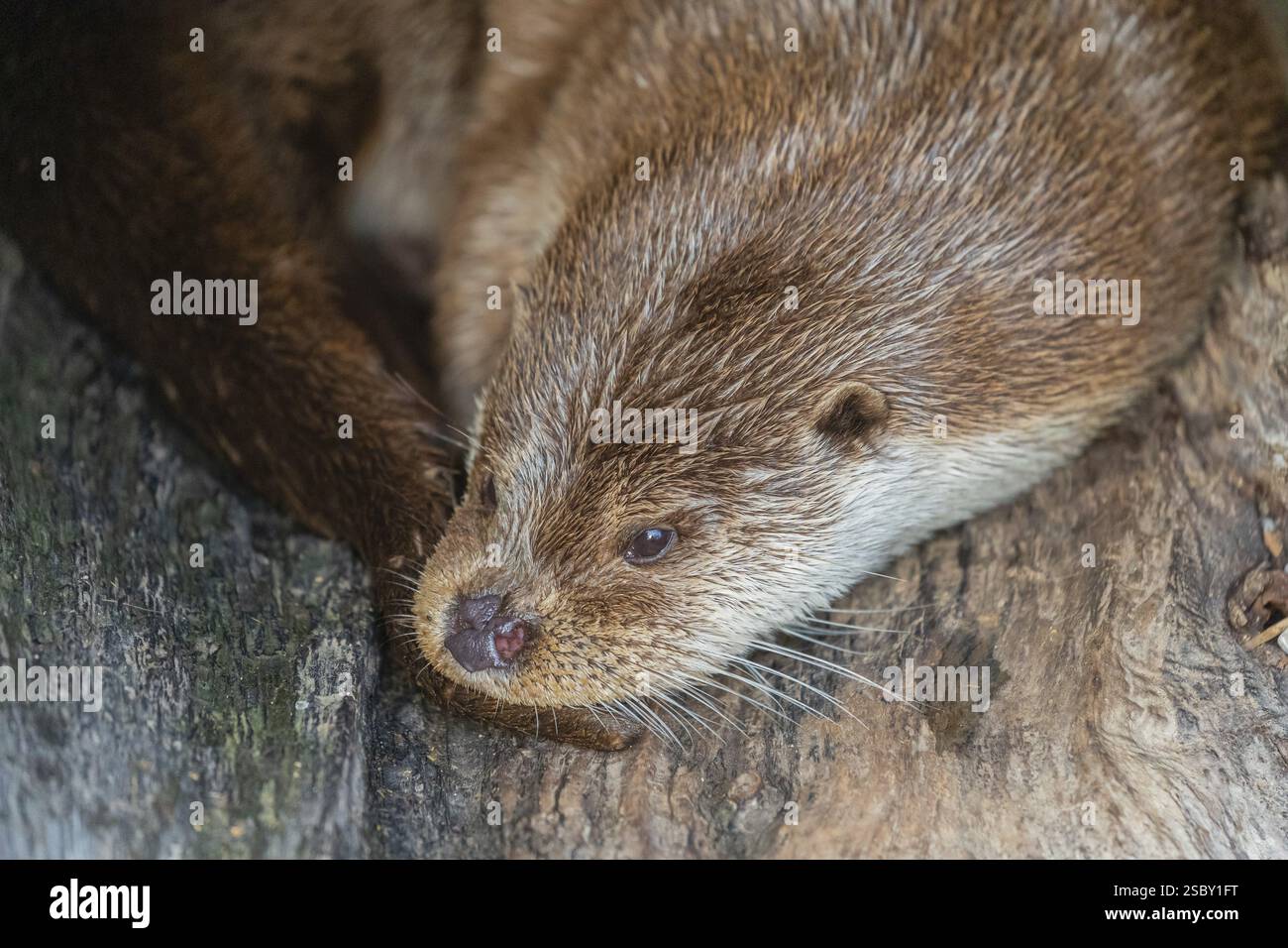 One Eurasian otter (Lutra lutra) resting resting in a hollow log Stock Photo