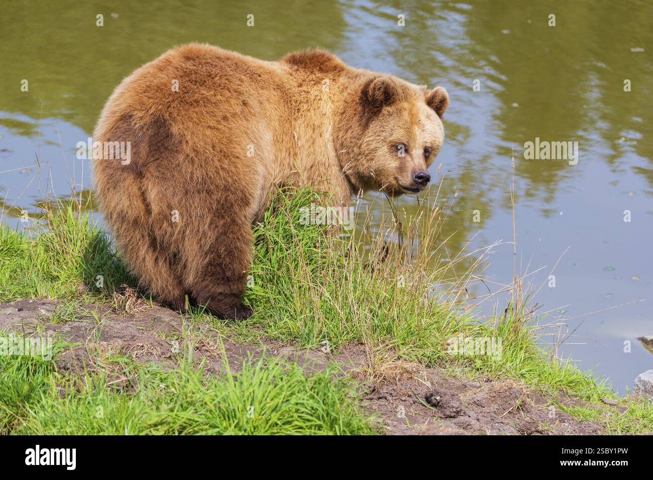 One adult eurasian brown bear (Ursus arctos arctos) standing at a ...
