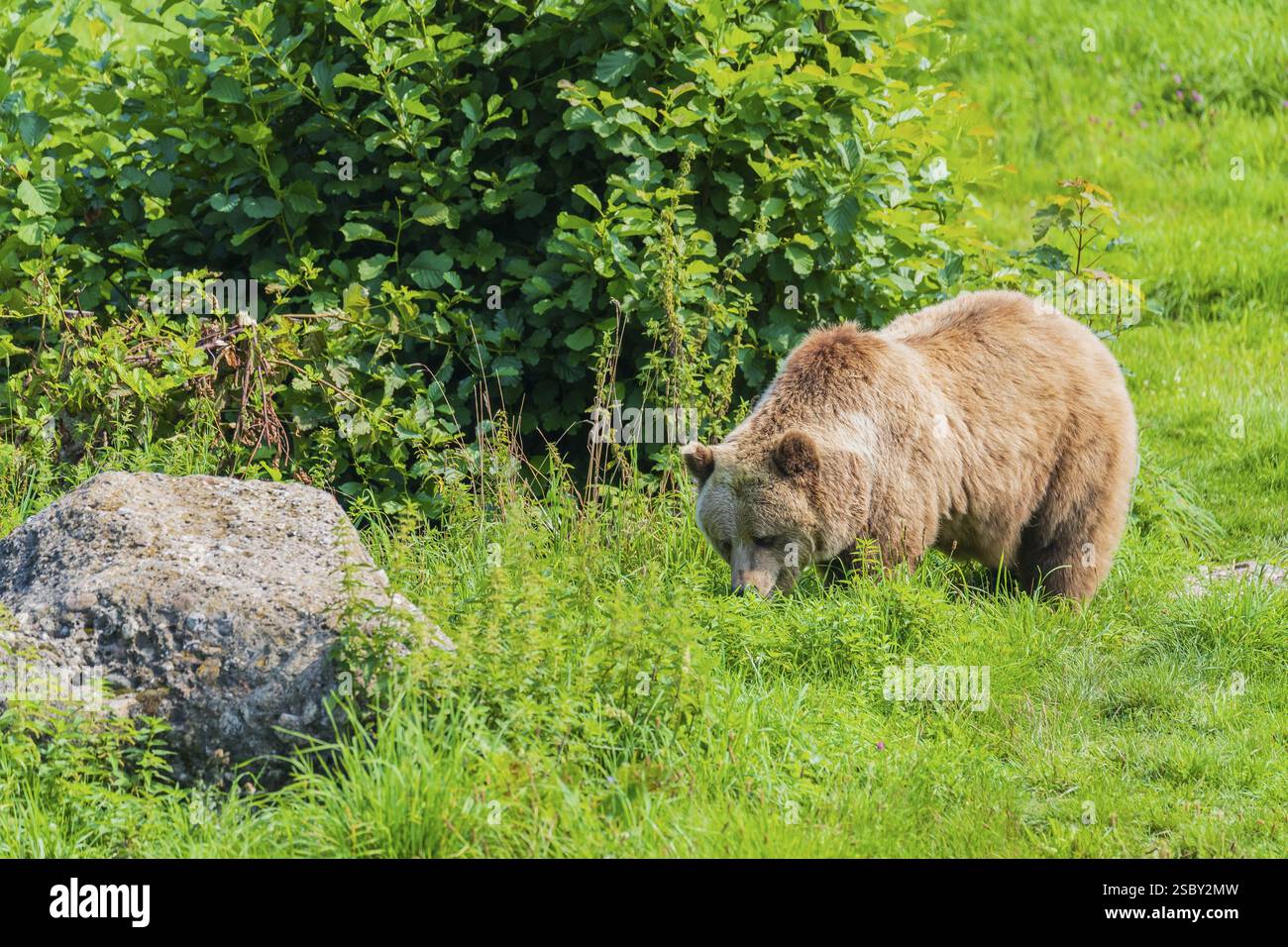 One adult male eurasian brown bear (Ursus arctos arctos) walking over a ...