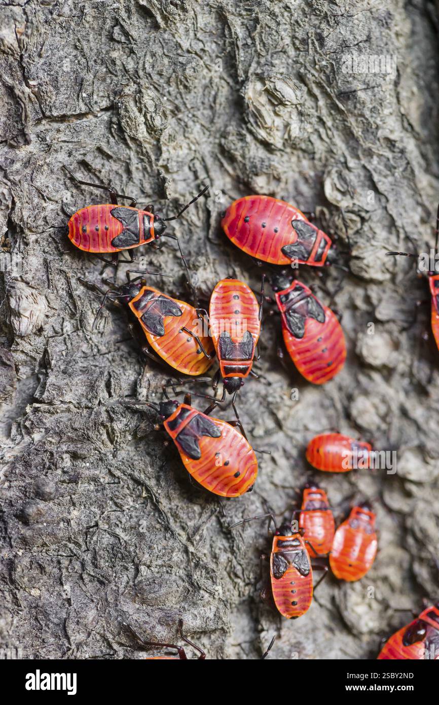 Bunch firebugs pyrrhocoris apterus hi-res stock photography and images ...
