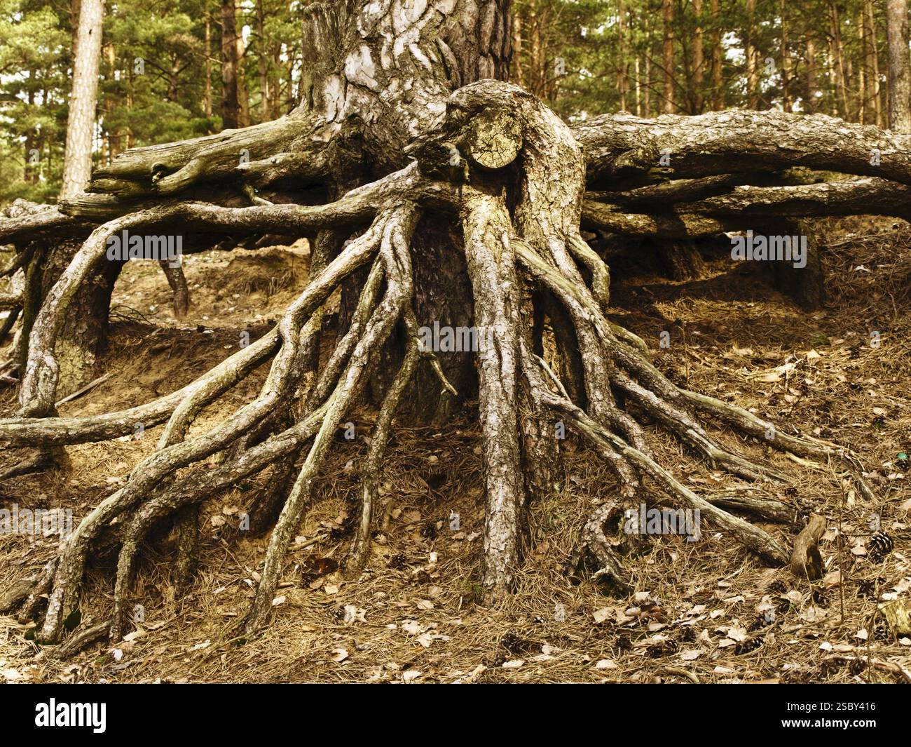 Photo of tree roots in the forest Stock Photo - Alamy