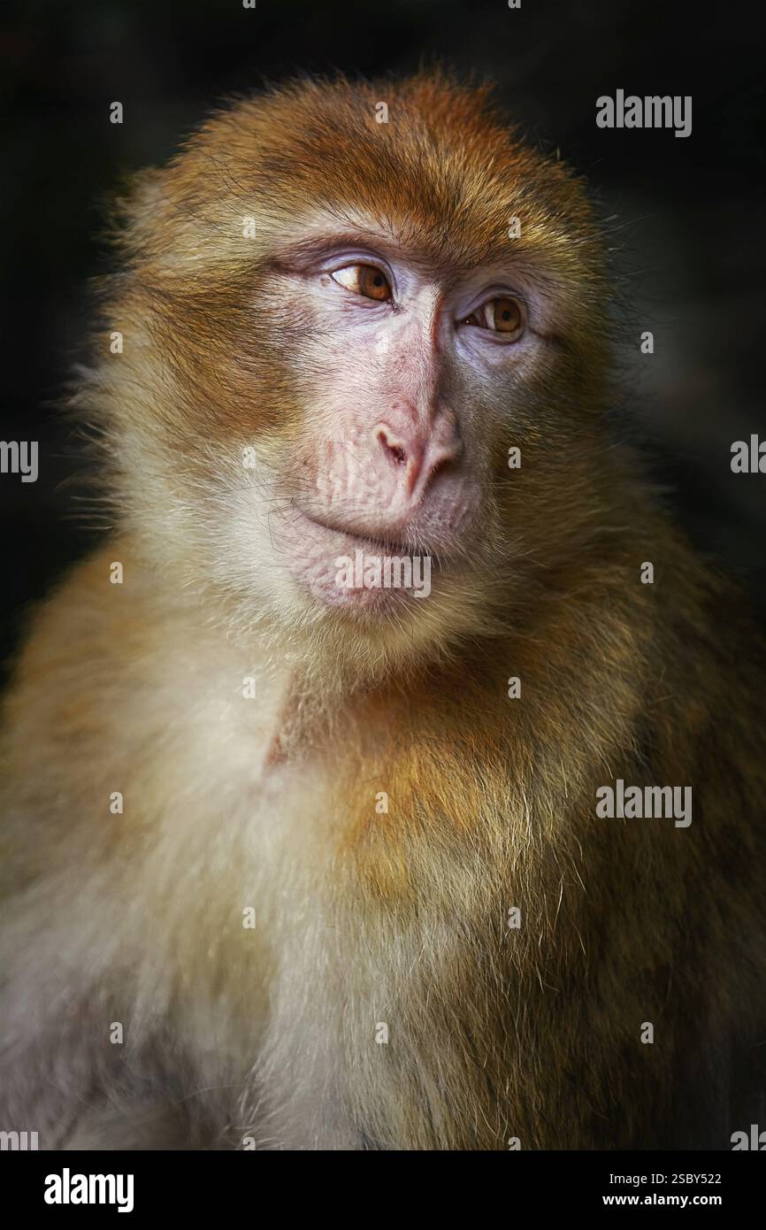 Closeup Portrait of Barbary Macaque (Macaca Sylvanus) Salem, Germany, Europe Stock Photo