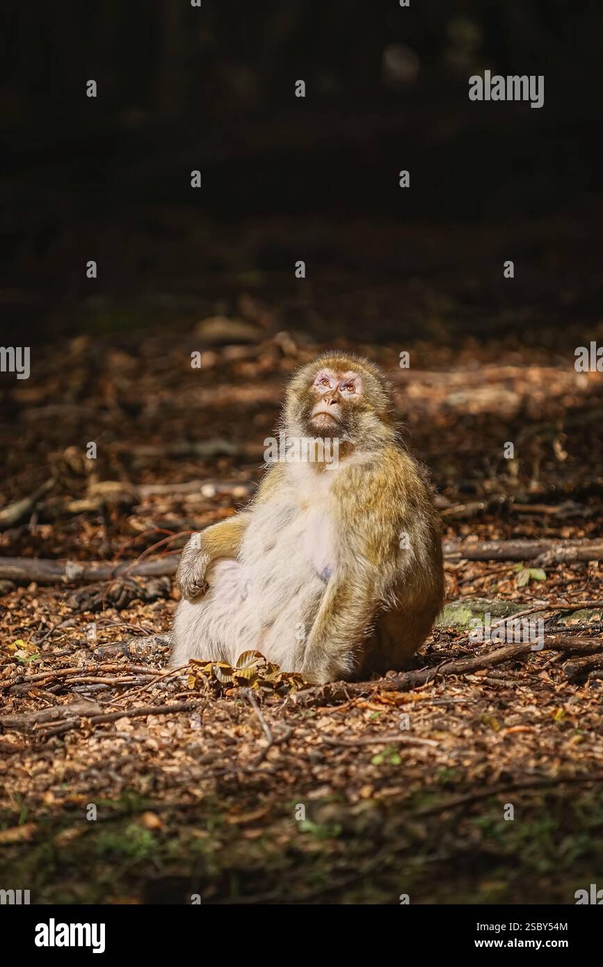 Barbary Macaque (Macaca Sylvanus) Sitting on the Ground Salem, Germany, Europe Stock Photo