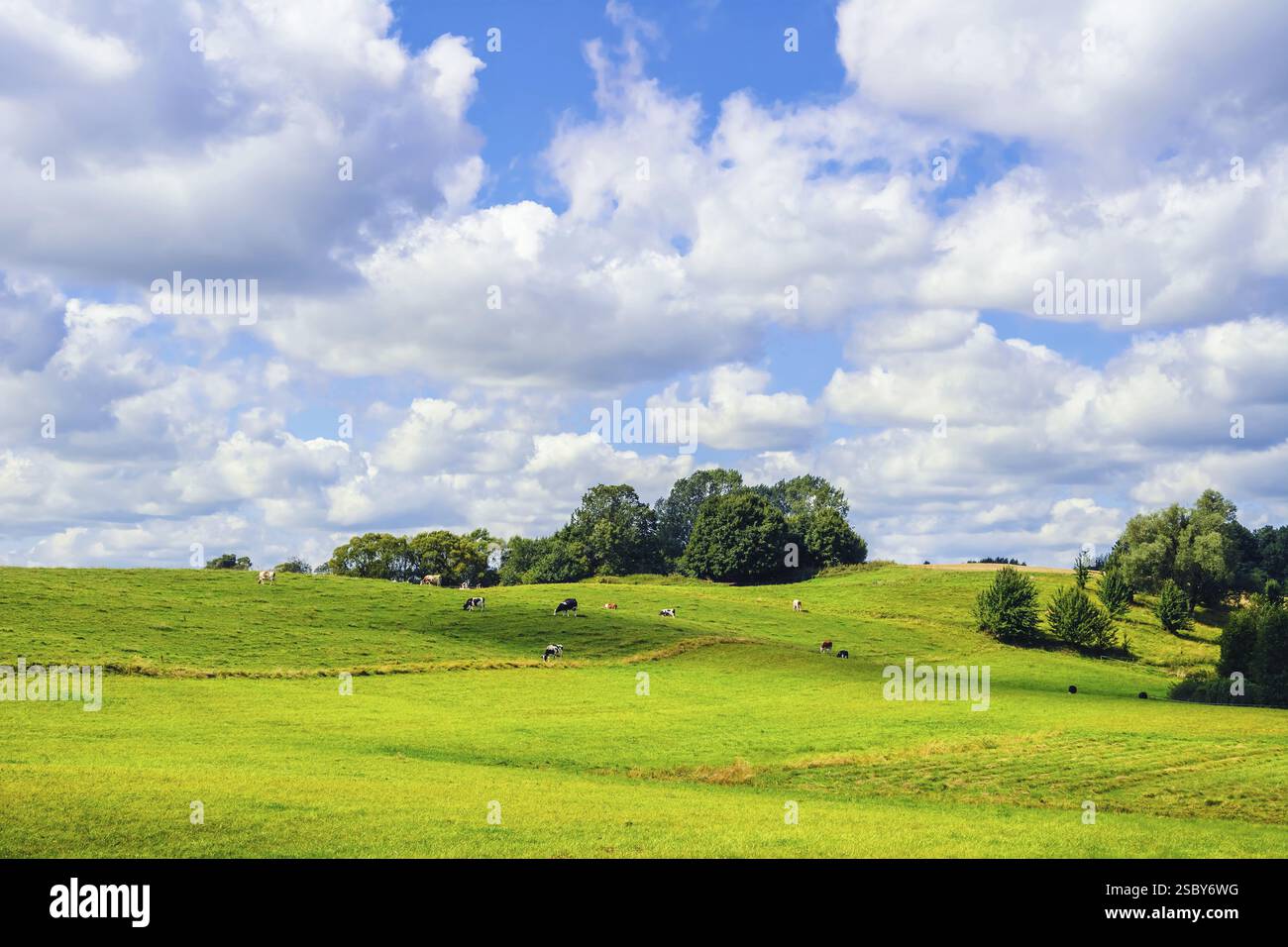 Cows on the Pasture Land Lietuva Stock Photo