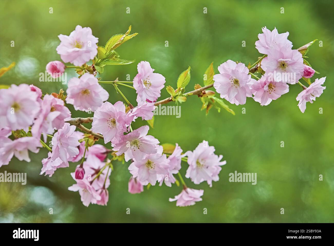 Blossom of Japanese Cherry (Sakura) in the Spring Varna, Bulgaria, Europe Stock Photo
