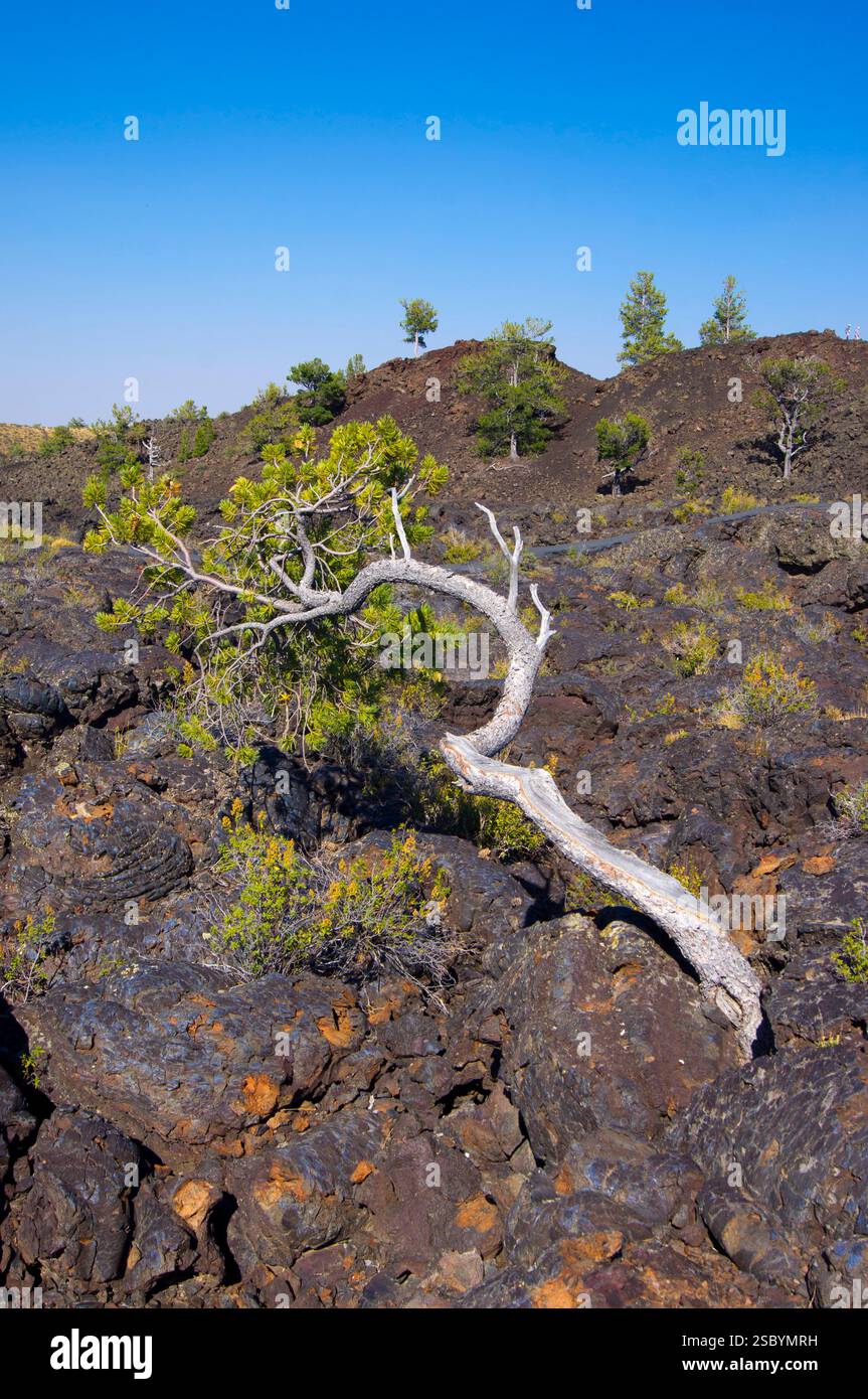 Trees and bushes growing among a lava field in the Craters of the Moon ...