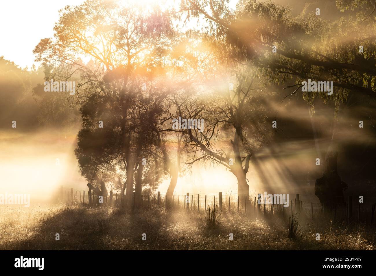 Foggy sunlight streaming through the trees Stock Photo